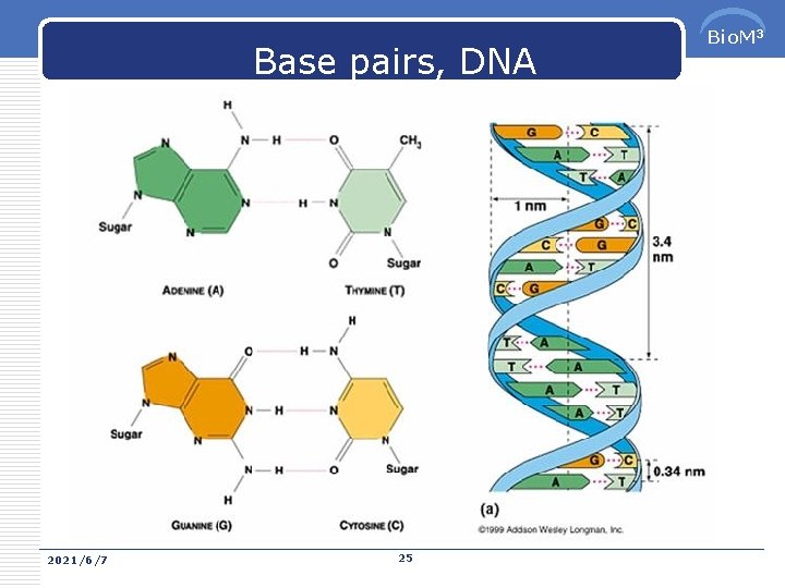 Base pairs, DNA 2021/6/7 25 Bio. M 3 