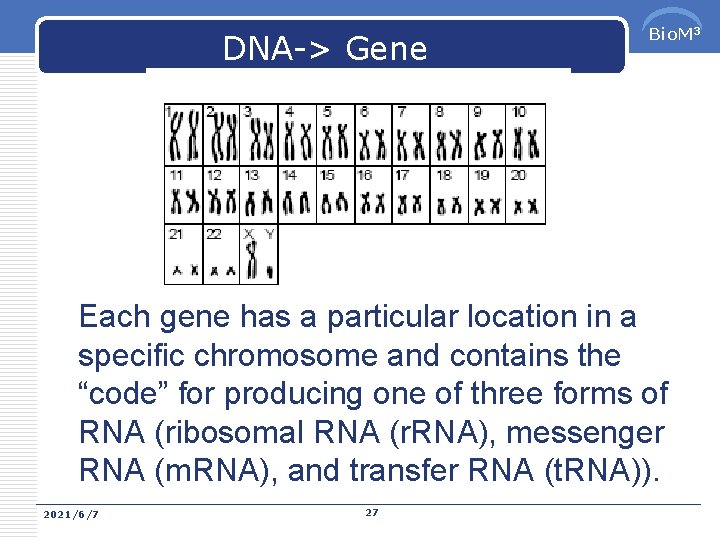 DNA-> Gene Bio. M 3 Each gene has a particular location in a specific