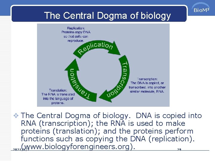 The Central Dogma of biology Bio. M 3 v The Central Dogma of biology.