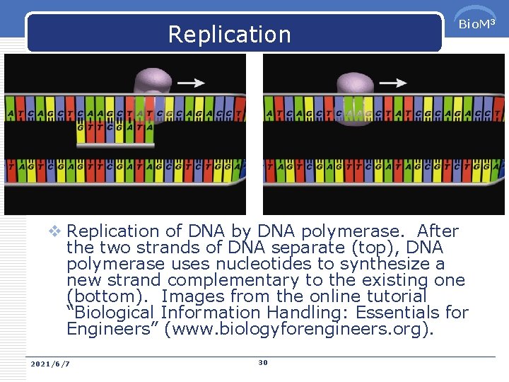 Replication Bio. M 3 v Replication of DNA by DNA polymerase. After the two