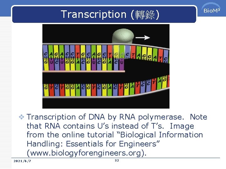 Transcription (轉錄) Bio. M 3 v Transcription of DNA by RNA polymerase. Note that