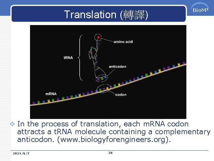 Translation (轉譯) Bio. M 3 v In the process of translation, each m. RNA