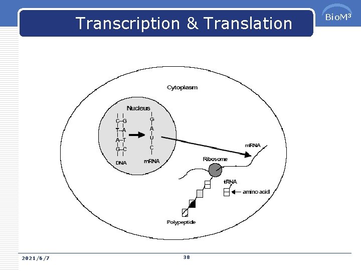 Transcription & Translation 2021/6/7 38 Bio. M 3 