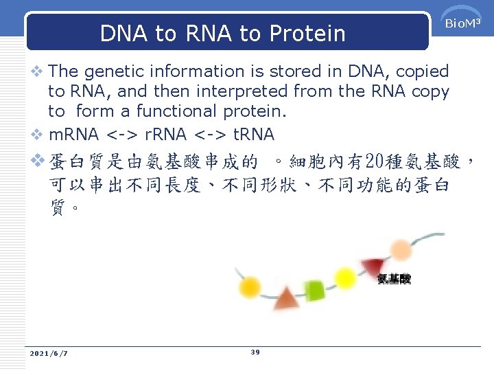 DNA to RNA to Protein Bio. M 3 v The genetic information is stored