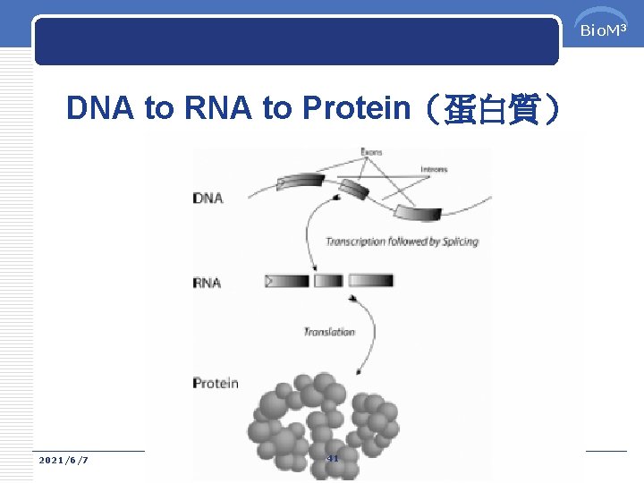 Bio. M 3 DNA to RNA to Protein（蛋白質） 2021/6/7 41 