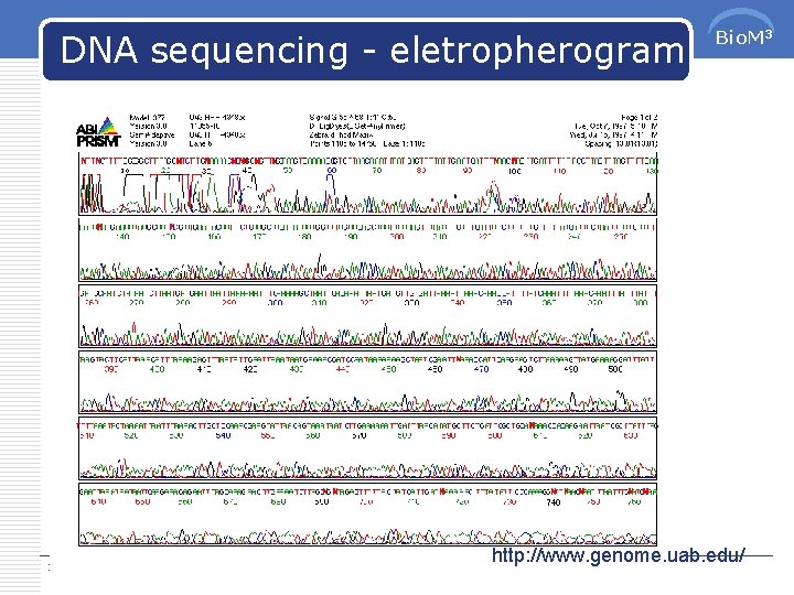 DNA sequencing - eletropherogram 2021/6/7 75 Bio. M 3 http: //www. genome. uab. edu/