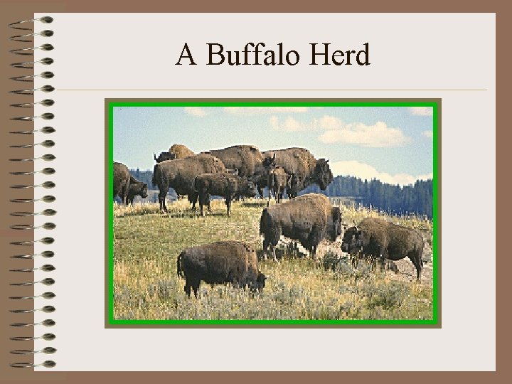 A Buffalo Herd 