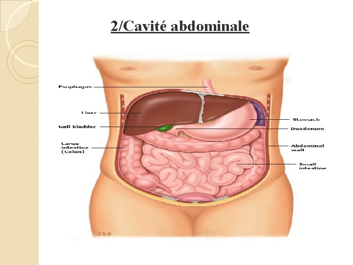 2/Cavité abdominale 