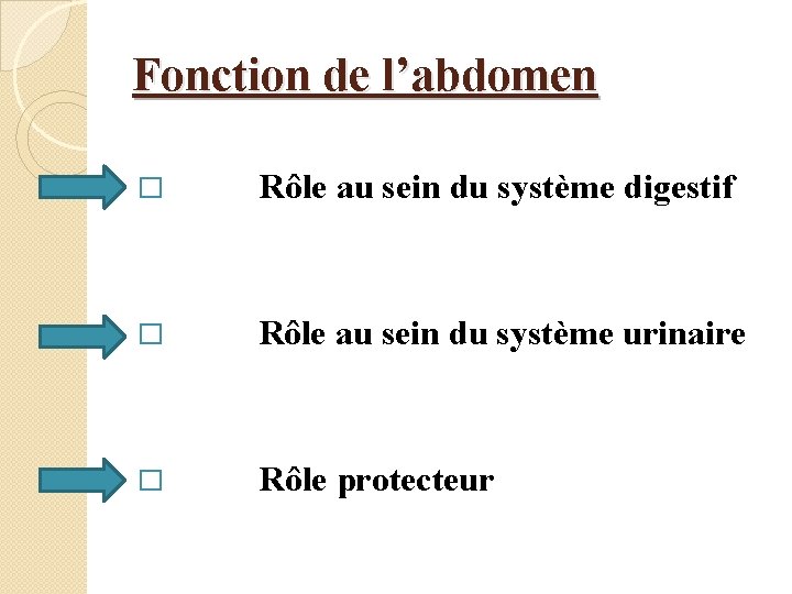 Fonction de l’abdomen � Rôle au sein du système digestif � Rôle au sein