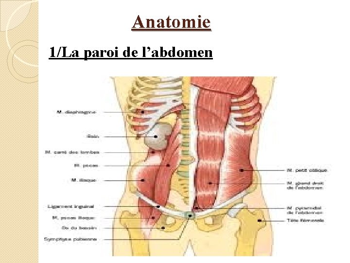 Anatomie 1/La paroi de l’abdomen 