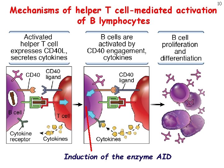 Mechanisms of helper T cell-mediated activation of B lymphocytes Induction of the enzyme AID