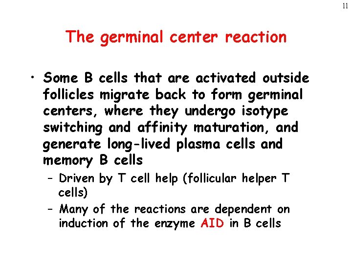 11 The germinal center reaction • Some B cells that are activated outside follicles