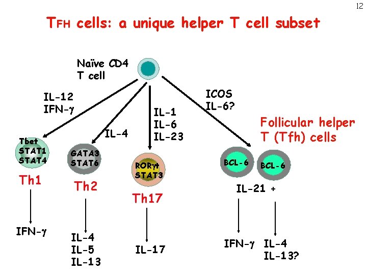 12 TFH cells: a unique helper T cell subset Naïve CD 4 T cell