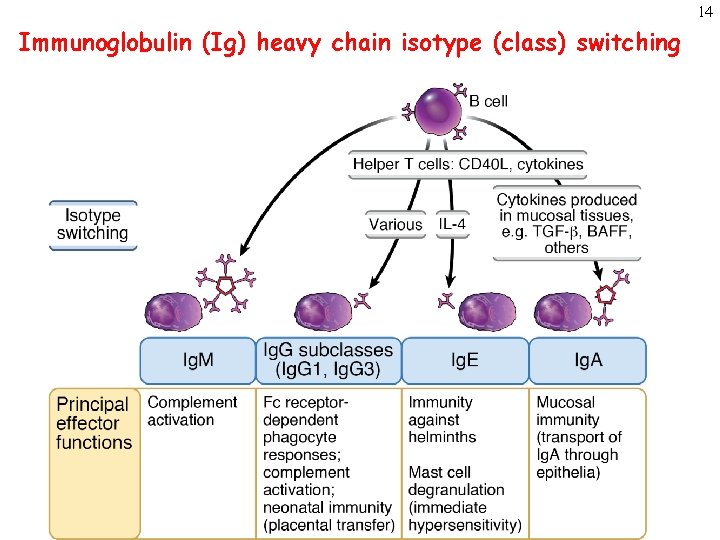 14 Immunoglobulin (Ig) heavy chain isotype (class) switching 