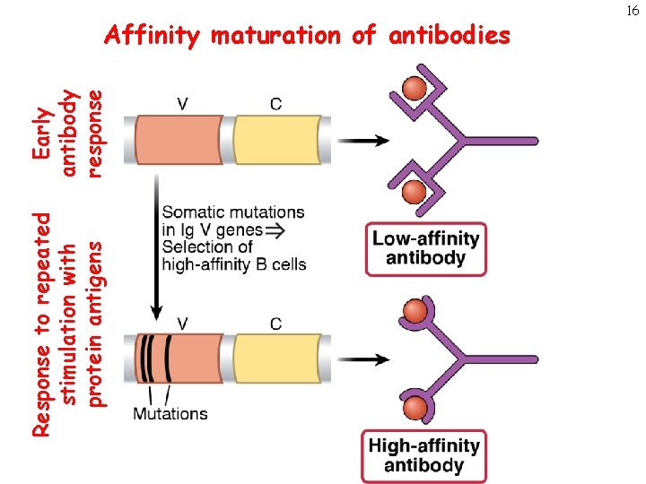 Response to repeated stimulation with protein antigens Early antibody response Affinity maturation of antibodies