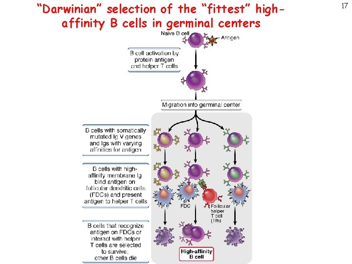 “Darwinian” selection of the “fittest” highaffinity B cells in germinal centers 17 