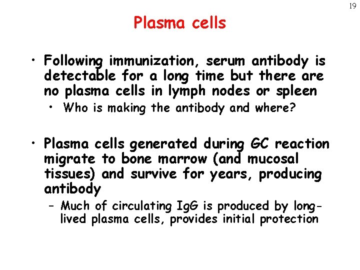 Plasma cells • Following immunization, serum antibody is detectable for a long time but