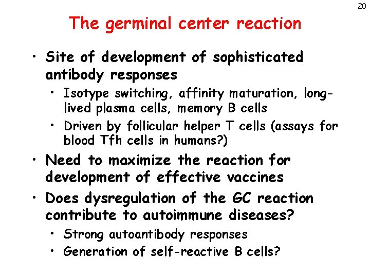 The germinal center reaction • Site of development of sophisticated antibody responses • Isotype