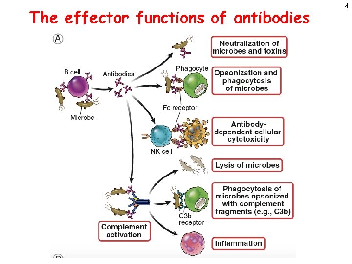 The effector functions of antibodies 4 