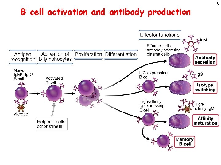 B cell activation and antibody production 6 