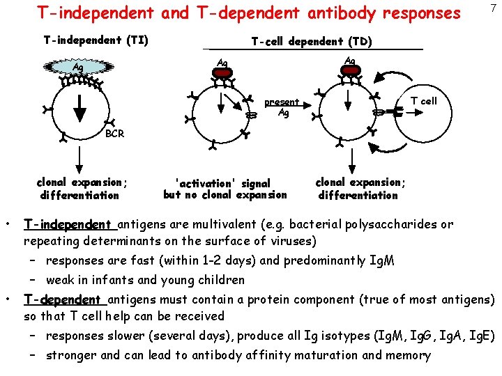 T-independent and T-dependent antibody responses T-independent (TI) T-cell dependent (TD) Ag Ag Ag 7