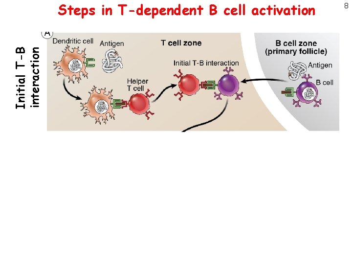 Initial T-B interaction Steps in T-dependent B cell activation 8 