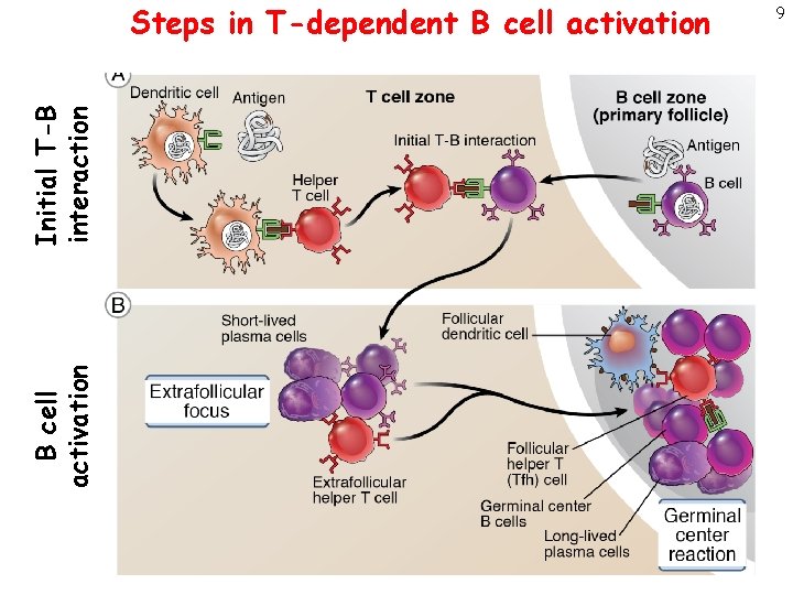 B cell activation Initial T-B interaction Steps in T-dependent B cell activation 9 