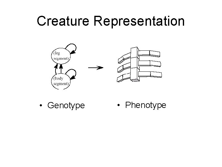 Creature Representation • Genotype • Phenotype 