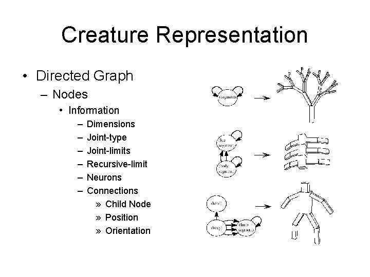 Creature Representation • Directed Graph – Nodes • Information – – – Dimensions Joint-type