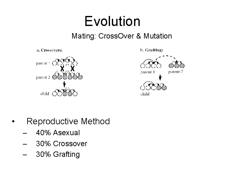 Evolution Mating: Cross. Over & Mutation • Reproductive Method – – – 40% Asexual