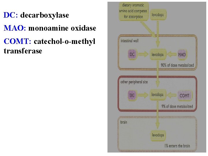 DC: decarboxylase MAO: monoamine oxidase COMT: catechol-o-methyl transferase 