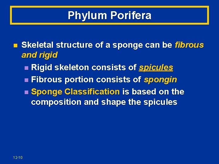 Phylum Porifera n Skeletal structure of a sponge can be fibrous and rigid n