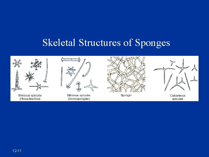 Skeletal Structures of Sponges 12 -11 