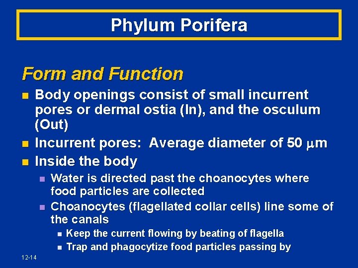 Phylum Porifera Form and Function n Body openings consist of small incurrent pores or