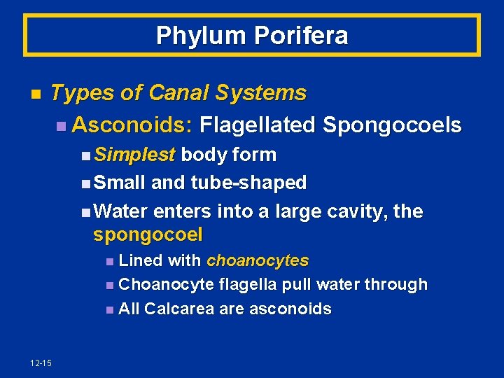 Phylum Porifera n Types of Canal Systems n Asconoids: Flagellated Spongocoels n Simplest body