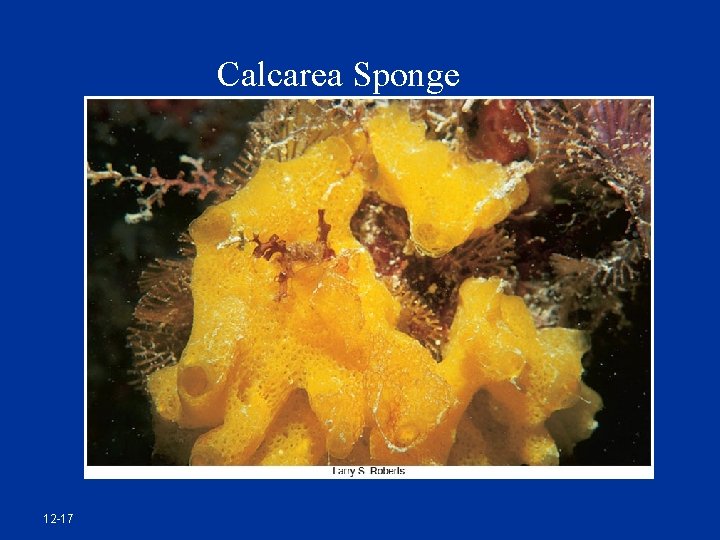 Calcarea Sponge 12 -17 