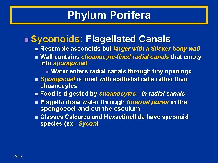 Phylum Porifera n Syconoids: n n n 12 -18 Flagellated Canals Resemble asconoids but