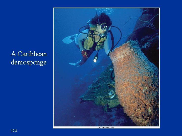 A Caribbean demosponge 12 -2 