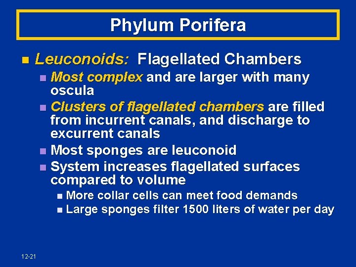 Phylum Porifera n Leuconoids: Flagellated Chambers Most complex and are larger with many oscula
