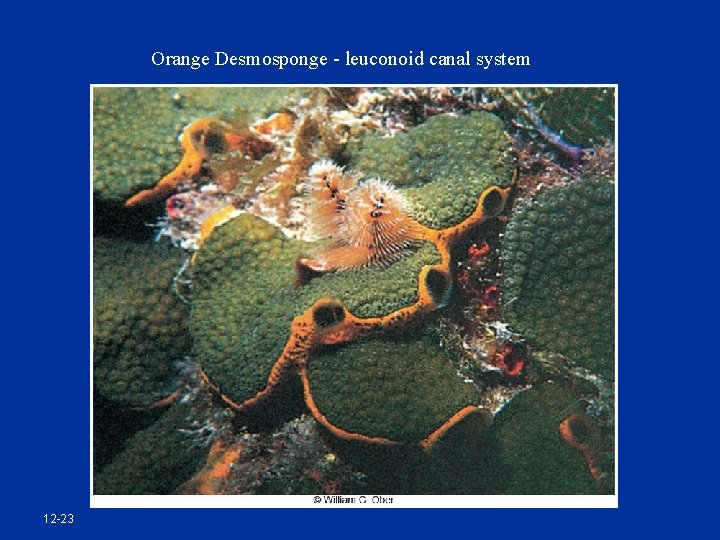 Orange Desmosponge - leuconoid canal system 12 -23 