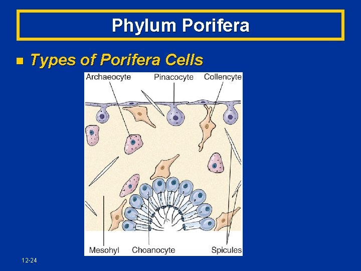 Phylum Porifera n Types of Porifera Cells 12 -24 