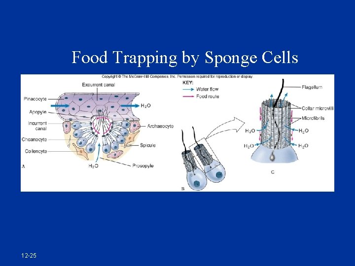 Food Trapping by Sponge Cells 12 -25 