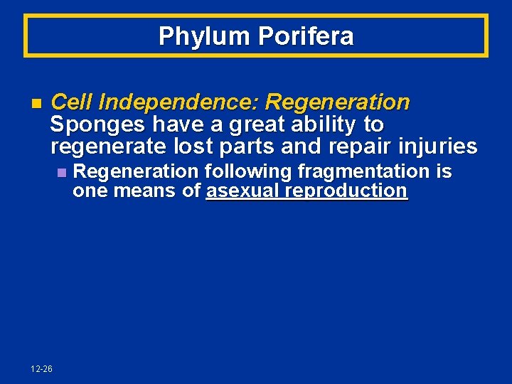 Phylum Porifera n Cell Independence: Regeneration Sponges have a great ability to regenerate lost