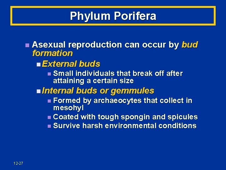 Phylum Porifera n Asexual reproduction can occur by bud formation n External buds n