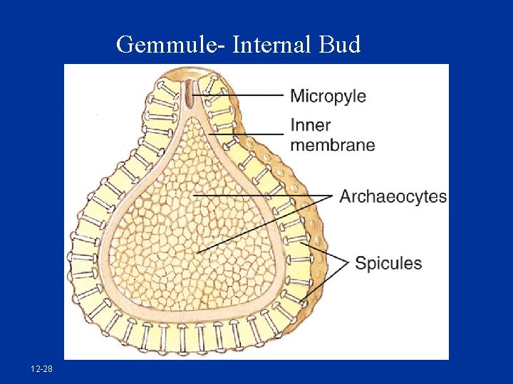 Gemmule- Internal Bud 12 -28 