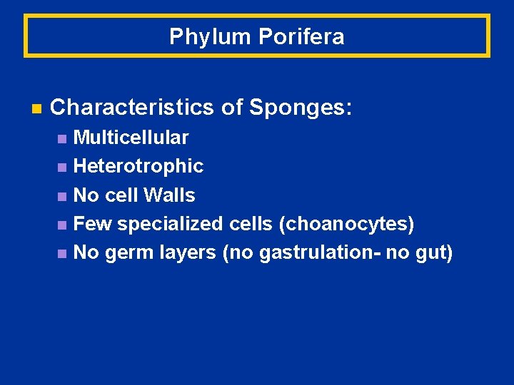 Phylum Porifera n Characteristics of Sponges: Multicellular n Heterotrophic n No cell Walls n