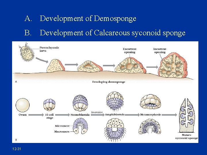 A. Development of Demosponge B. Development of Calcareous syconoid sponge 12 -31 
