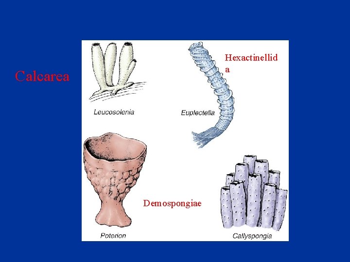 Hexactinellid a Calcarea Demospongiae 