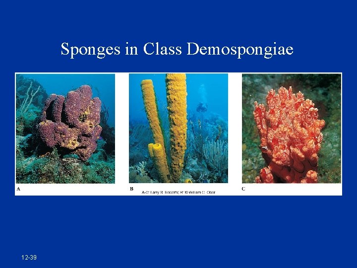 Sponges in Class Demospongiae 12 -39 