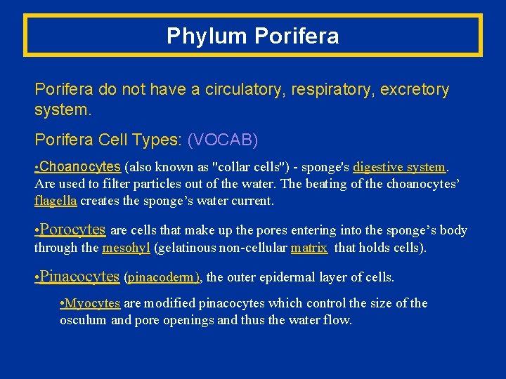 Phylum Porifera do not have a circulatory, respiratory, excretory system. Porifera Cell Types: (VOCAB)